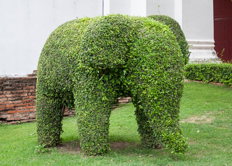 Living Sculpture Design of an Elephant in Yard