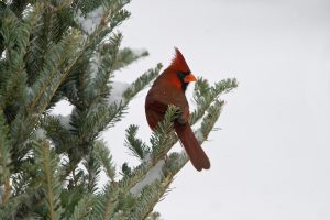 Male cardinal in Fraser Fir tree