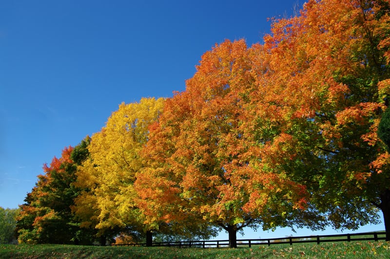 Maple Trees with Autumn Color