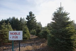 Noble fir trees