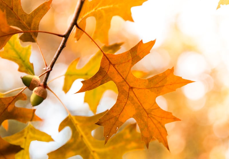 Oak Tree Branch Leaves and Acorns
