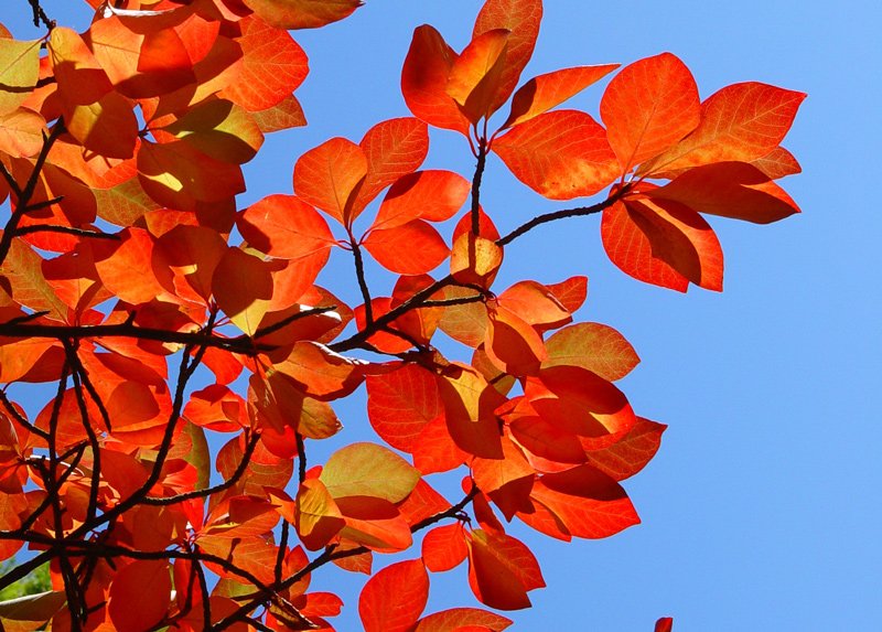 Pepperidge Tree Closeup of Leaves
