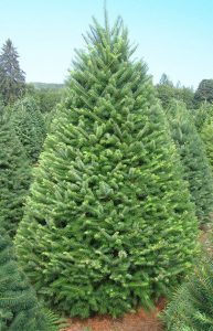 Douglas Fir Tree perfectly trimmed