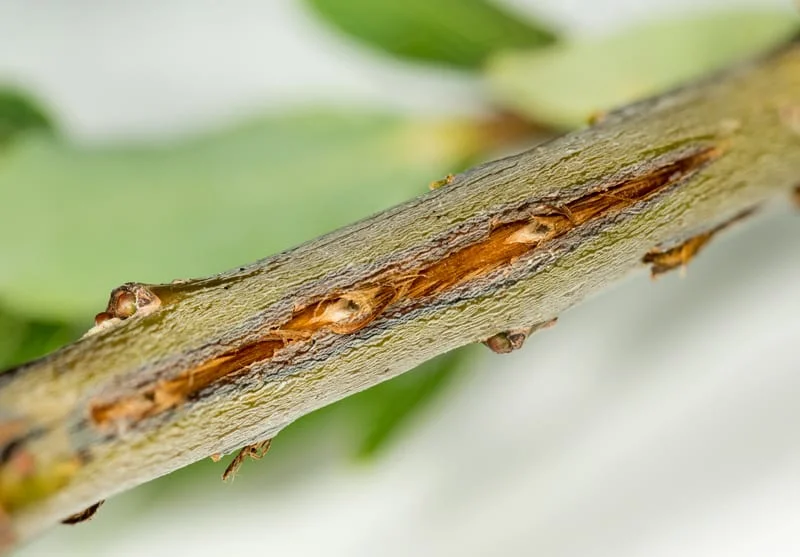 Pest Damaged Tree Branch