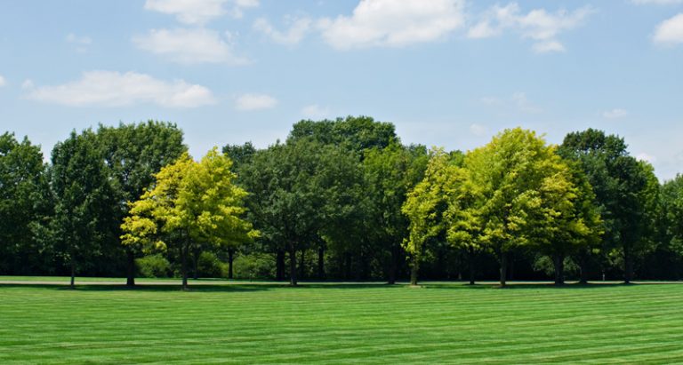 Installing a Tree Line or Grove of Trees