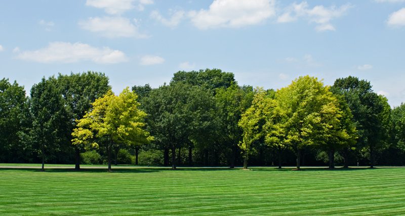 Grove of Trees