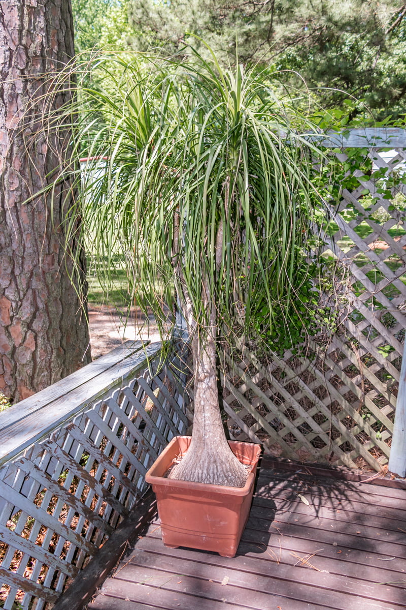 Ponytail Palm Tree