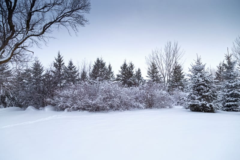 Tree Line in Winter