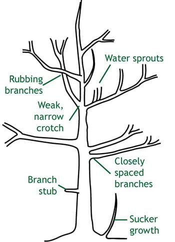 Reasons to Prune a Tree