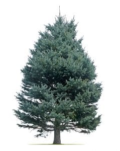 Blue Spruce Tree