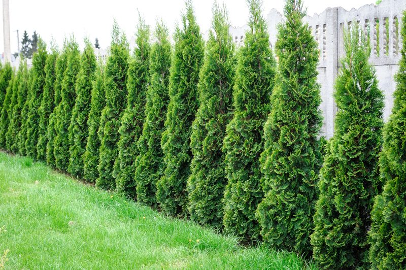 Pyramidalis Arborvitae privacy wall