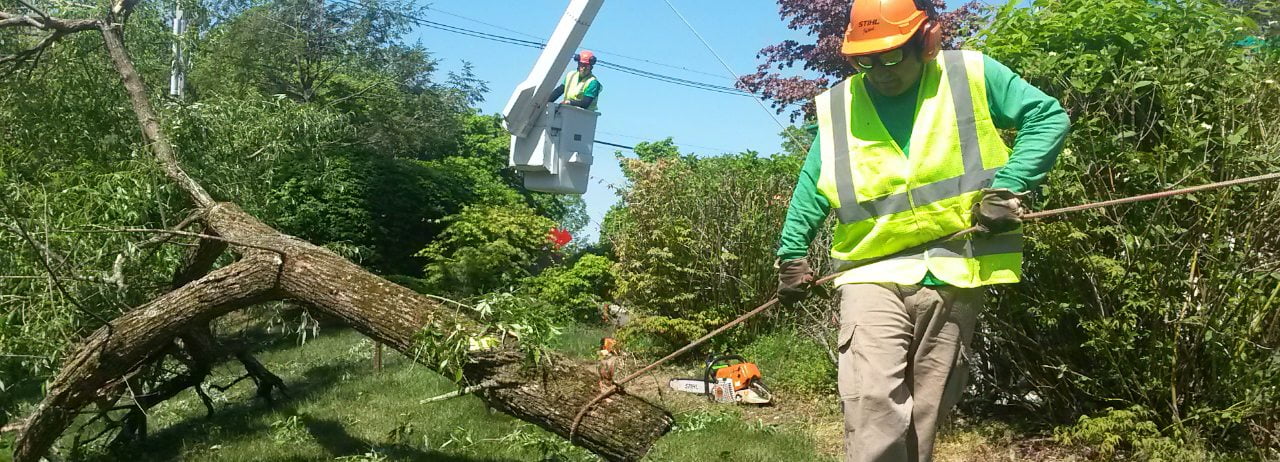 Removing a Damaged Tree