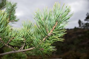 Scotch Pine branch
