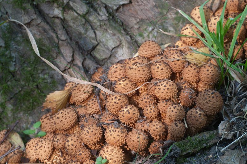 Honey fungus at the base of a tree