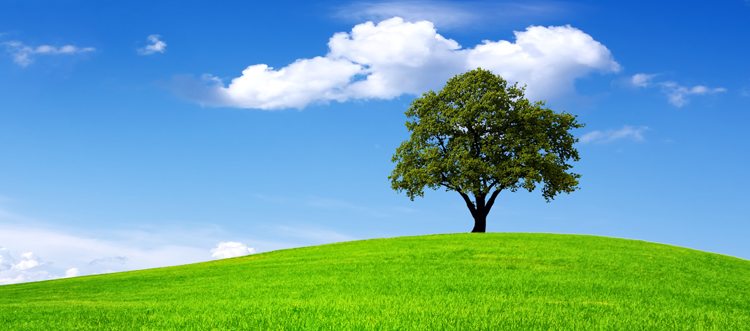 Read more about the article How to Plant Productive Trees for your Landscape