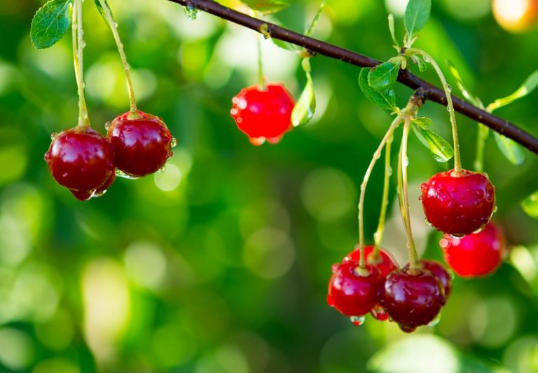 The 5 Top Fruit Trees for New Jersey - Trees Unlimited