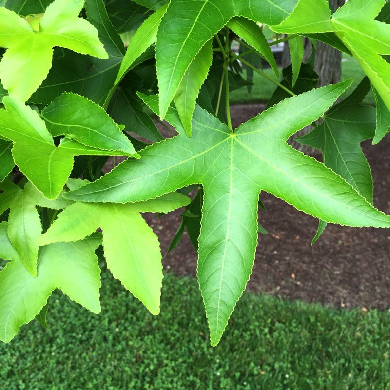Closeup of sweetgum leaves