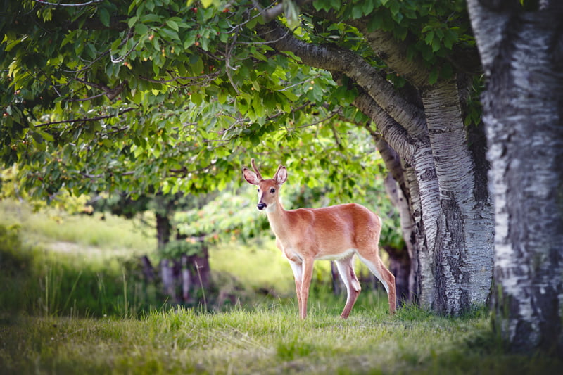 Deer standing near group of trees
