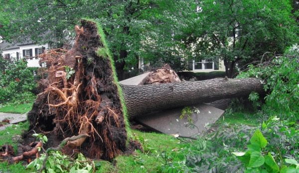 Uprooted Storm Damaged Tree
