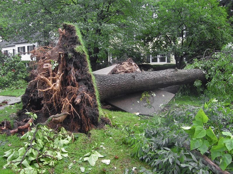 tree fallen storm