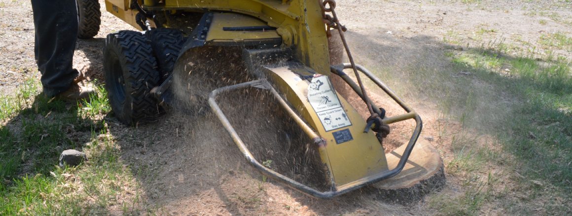 Stump Grinding in Action