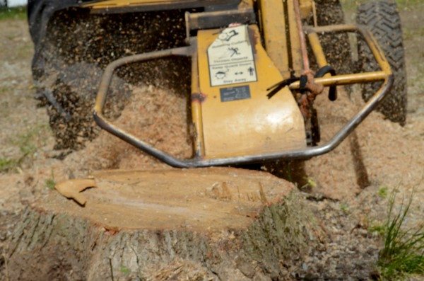 Removing a Tree Stump