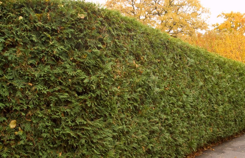 Techny Arborvitae privacy wall