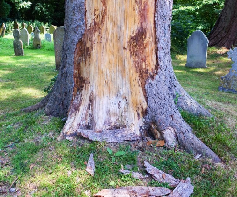 How to Stop Deer from Damaging Your Trees and Landscape Trees Unlimited