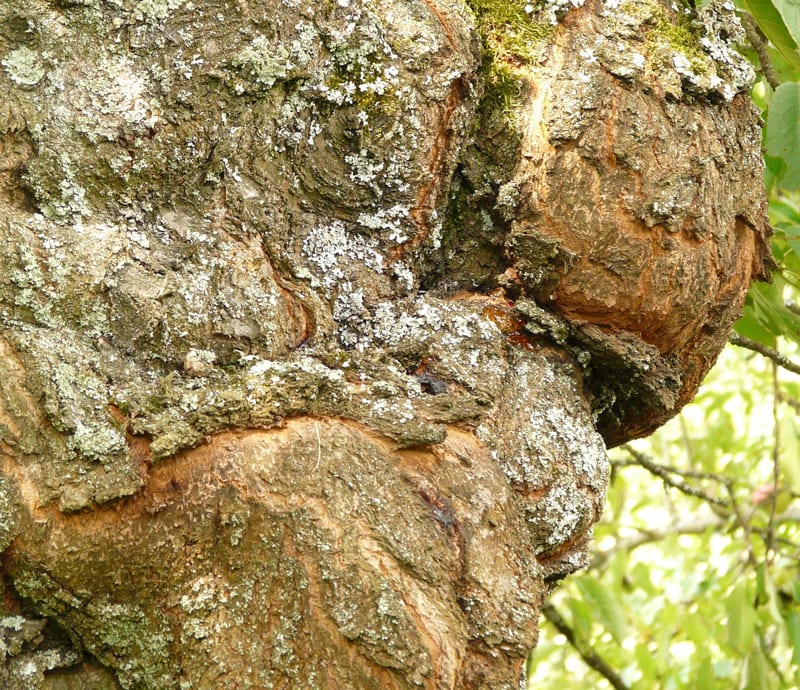 Closeup of a Tree Canker