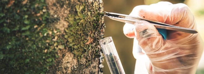 Checking for Tree Disease