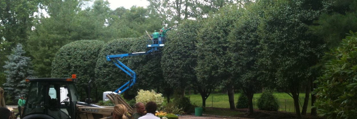 Pruning Tall Trees in NJ