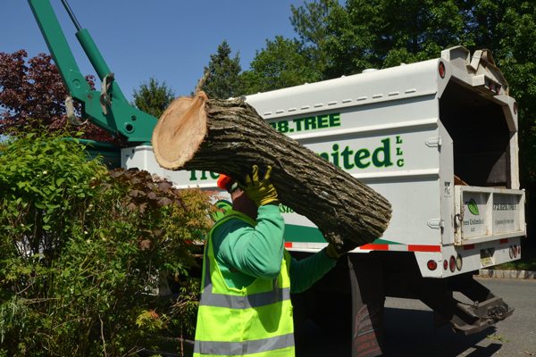 Tree Removal Services