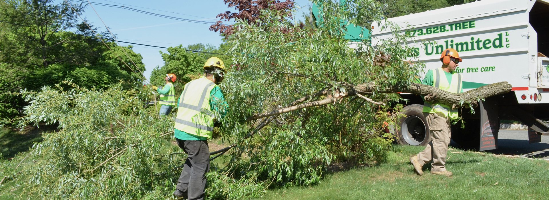 tree service removal company, Waynesboro VA