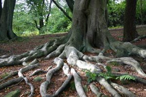 Tree roots in fall