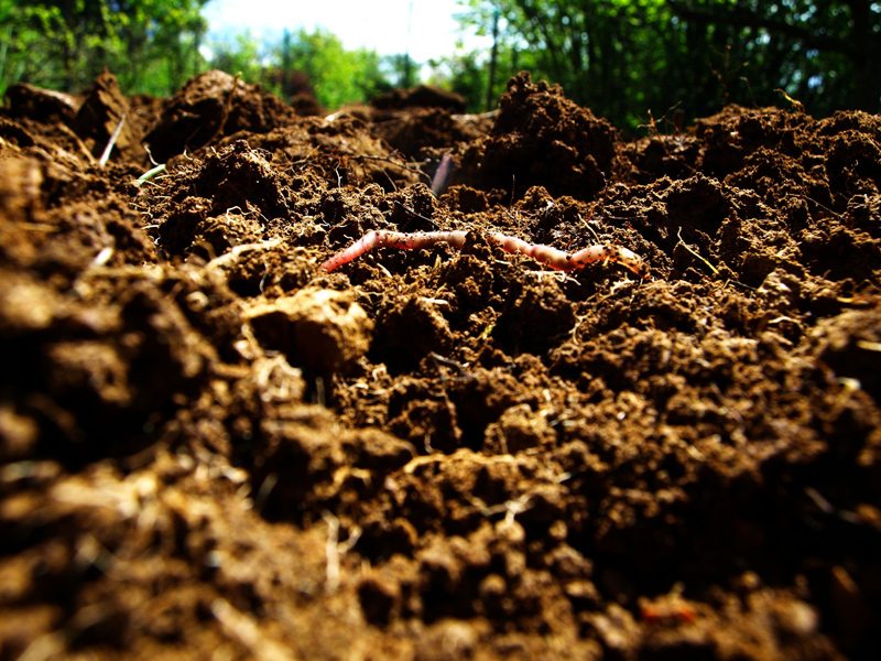 Tilled Soil with Earthworm
