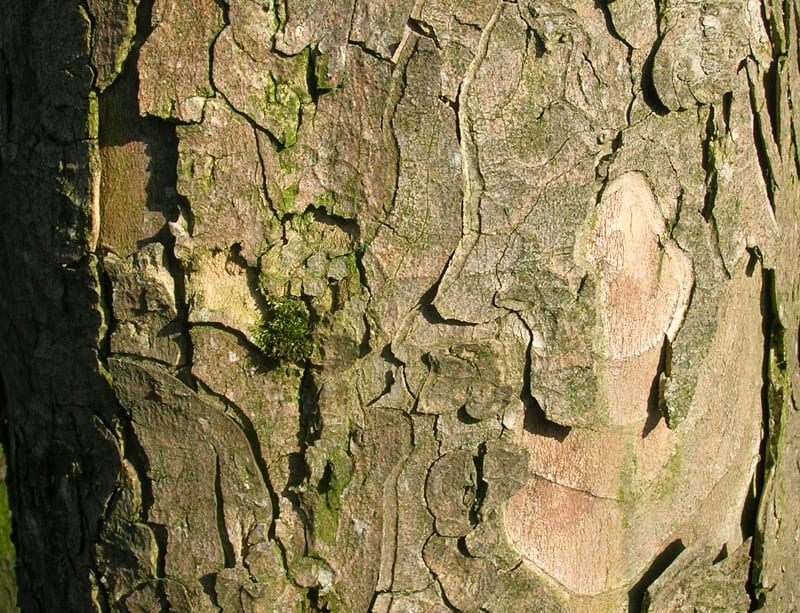 Closeup of Tree Trunk Shedding Bark