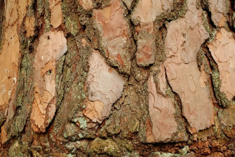 Why Is My Tree Shedding Its Bark?