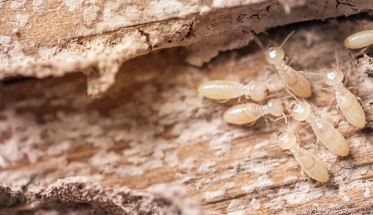 Warning Signs And Prevention Of Tree Termite Infestation Trees Unlimited