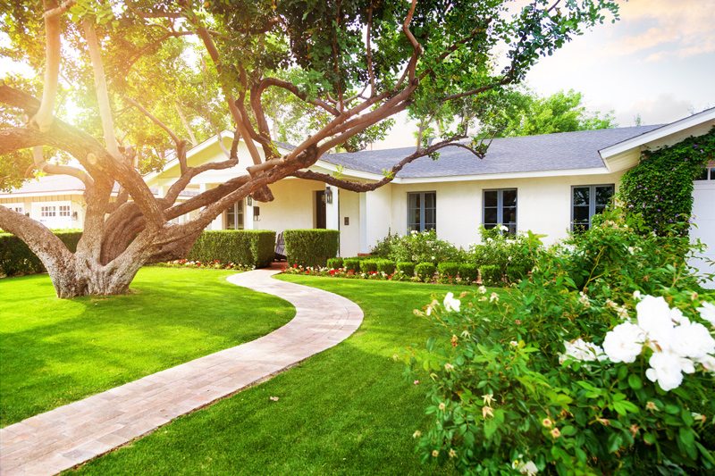 Beautiful Tree in Front Yard