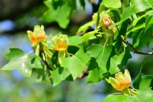 Tulip Tree Branches and Buds