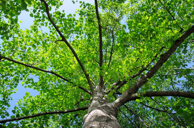 Eulip Tree Canopy