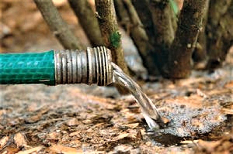 spring tree water hose