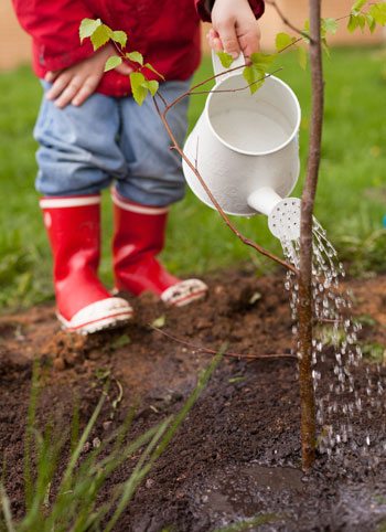 Child Watering a Newly Planted Tree
