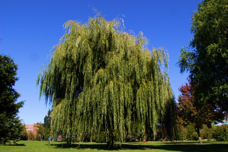 Top 5 Fastest Growing Trees for NJ Landscape Trees Unlimited NJ