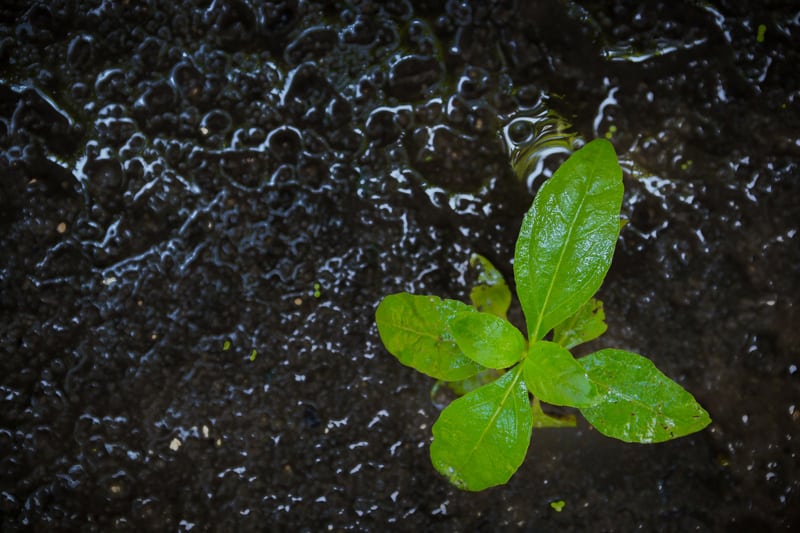 Soggy Wet Soil