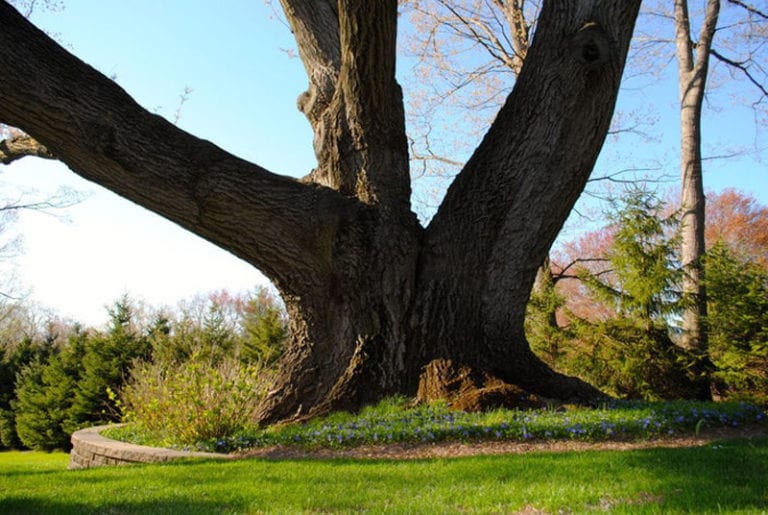 Historical Trees of New Jersey Tracing Old Roots Trees Unlimited